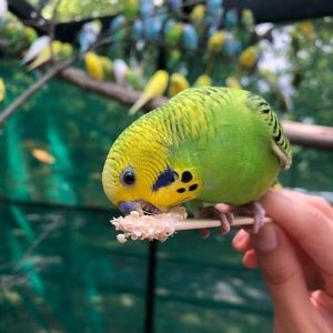 Meet your Posher, Alanna